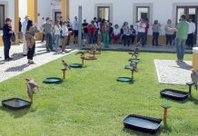 Falcoaria de Salvaterra cada vez mais integrada nos circuitos turísticos da região