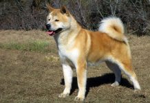 Akita: o amigo que veio do Japão (Rubrica de Jorge Guilherme)
