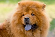 Chow chow: o fiel amigo que vem da China (Rubrica de Jorge Guilherme)