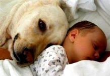 Xiii… o meu cão fez xixi no chão (Rubrica de Jorge Guilherme)