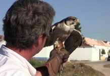 Falcoaria Real: Centro de Documentação inaugura a 1 de dezembro