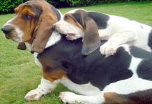 Basset Hound: o 007 canino (Rubrica de Jorge Guilherme)