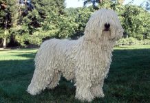 Komondor: o corajoso pastor (Rubrica de Jorge Guilherme)