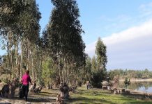 Salvaterra: autarquia e populares removem toneladas de lixo da Barragem de Magos
