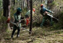 Azambuja: população sensibilizada para limpar terrenos e evitar incêndios