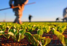 Azambuja: sessão de esclarecimento sobre apoios a investimentos em explorações agrícolas esta sexta-feira