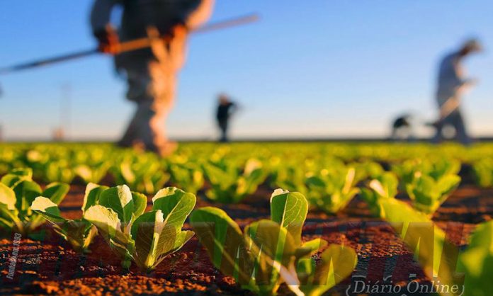 agricultura apoios azambuja