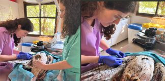 Vila Franca: Águia de Bonelli devolvida à natureza depois de meses de recuperação devido a eletrocussão