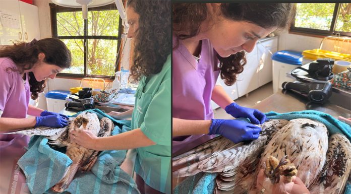 Vila Franca: Águia de Bonelli devolvida à natureza depois de meses de recuperação devido a eletrocussão